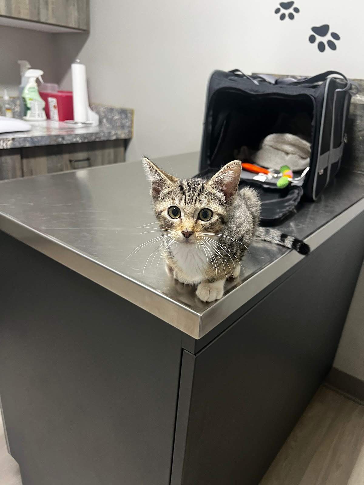 Heart & Soul Pet Clinic/West Bend Animal Hospital — photo 4