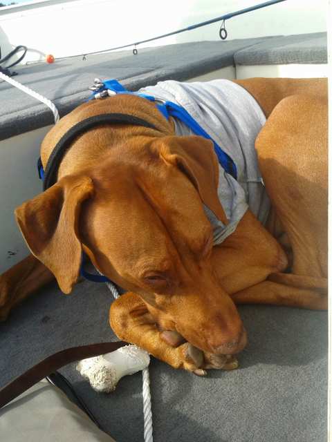 Heart & Soul Pet Clinic/West Bend Animal Hospital — photo 5