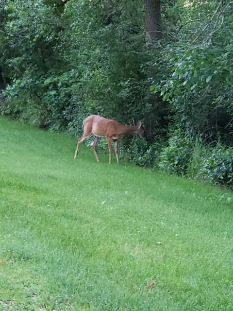 River Forest Nature Preserve — photo 4