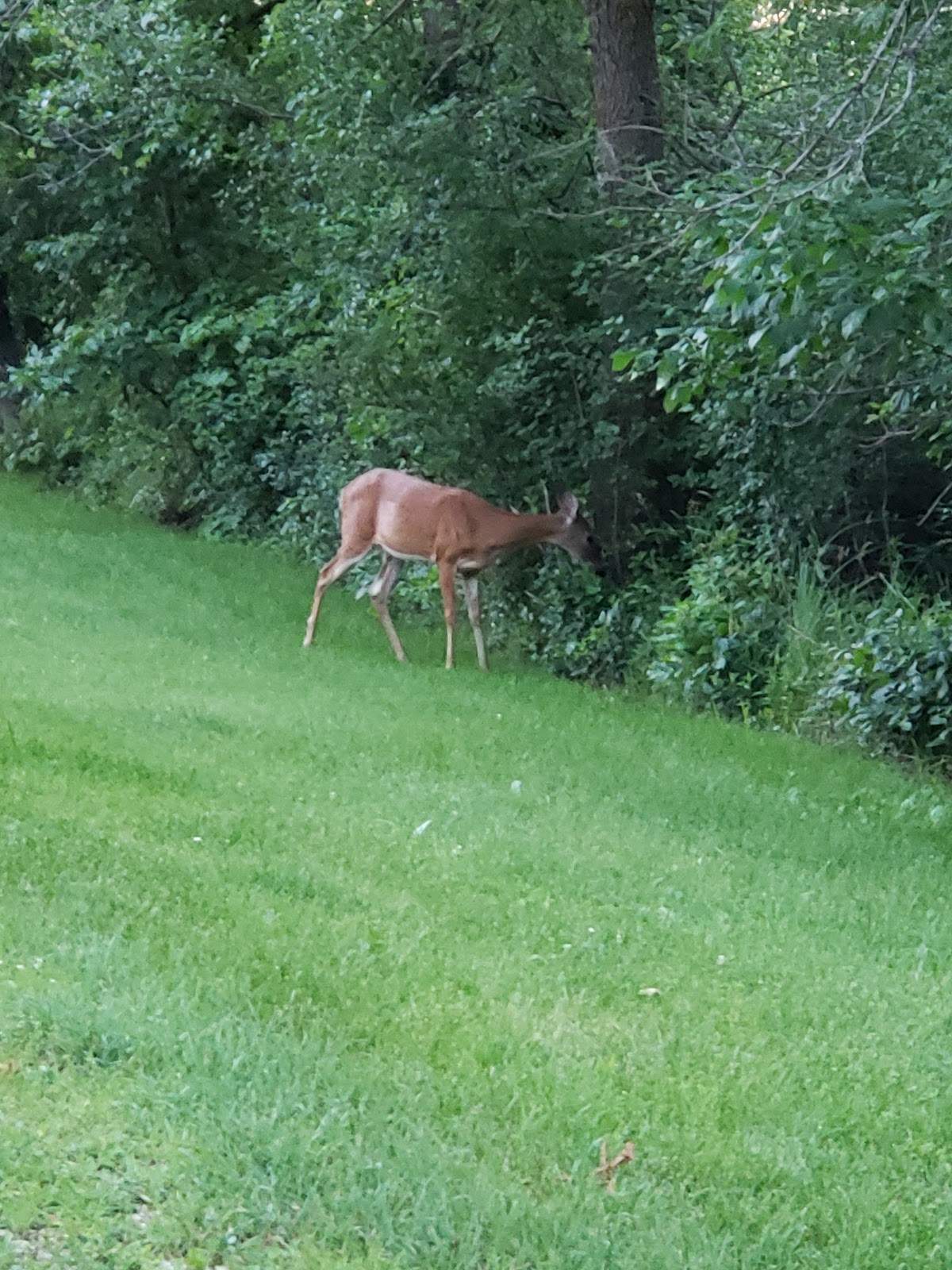 River Forest Nature Preserve — photo 4