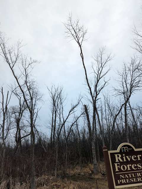 River Forest Nature Preserve — photo 5