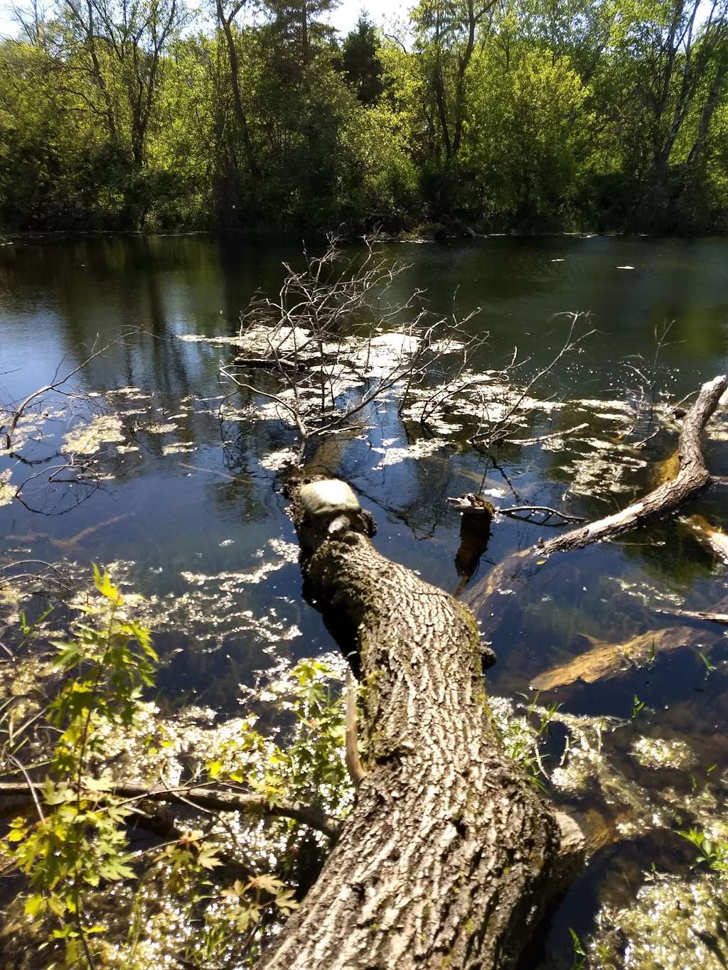 Blue Heron Wild Life Sanctuary