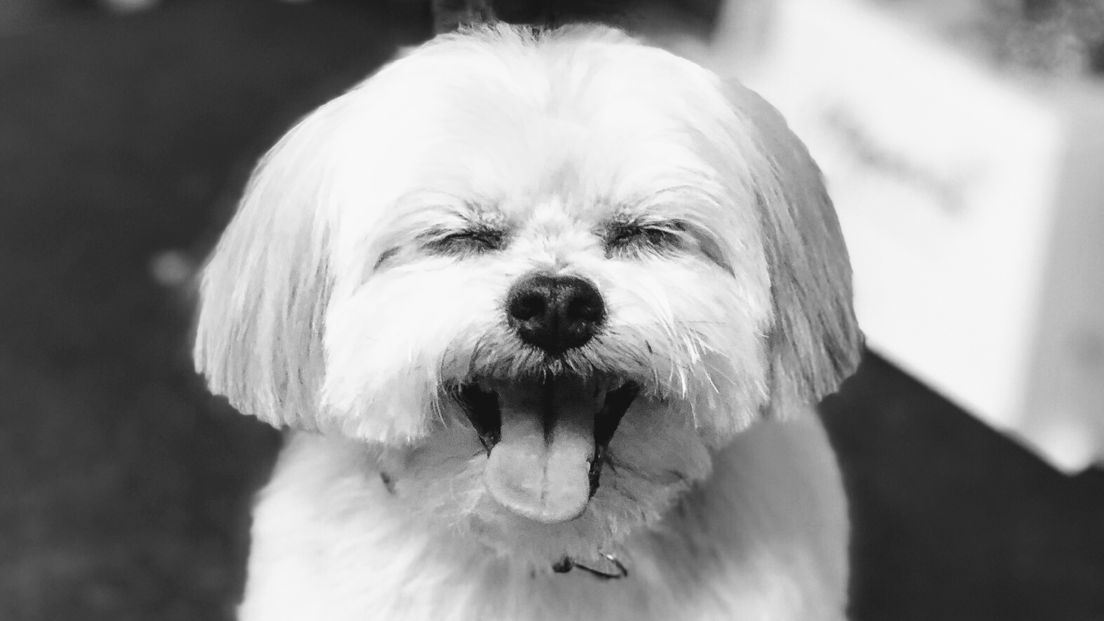 Two Tails Grooming Salon, LLC — photo 1