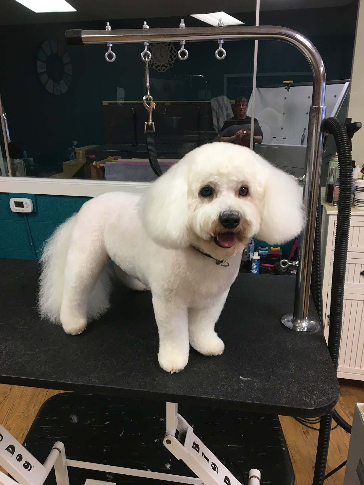 Two Tails Grooming Salon, LLC — photo 2