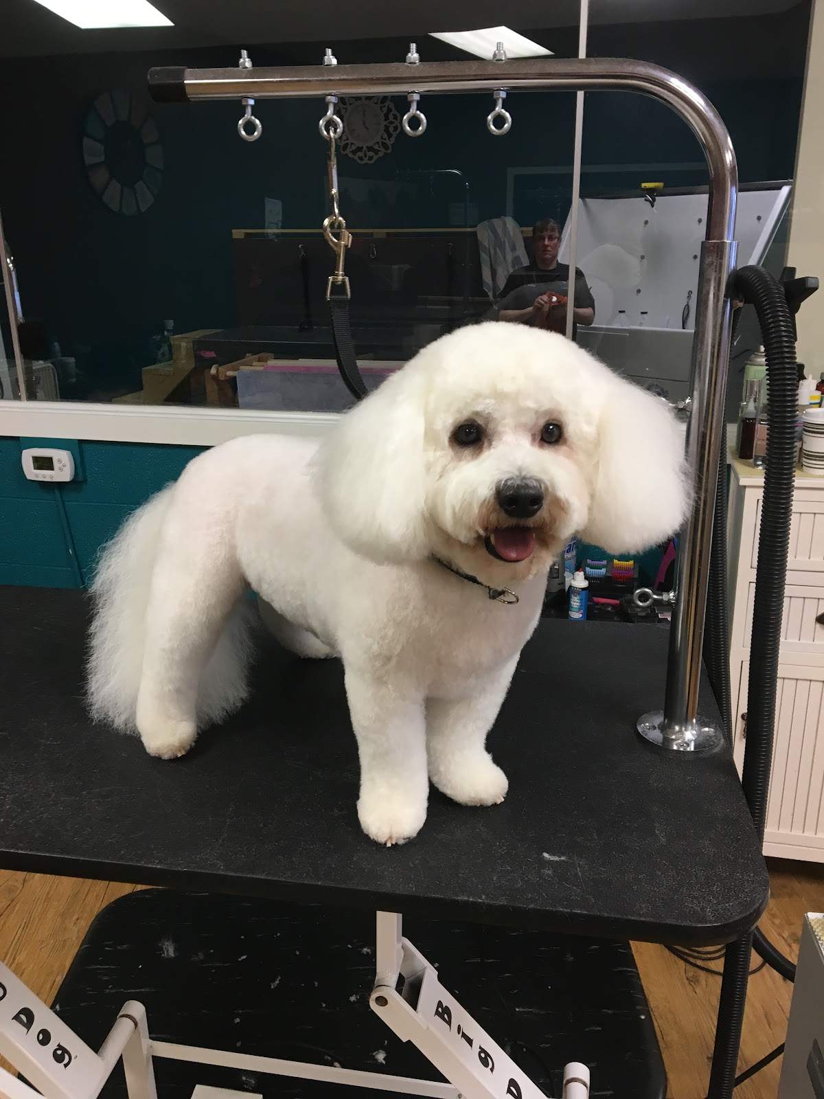 Two Tails Grooming Salon, LLC — photo 2