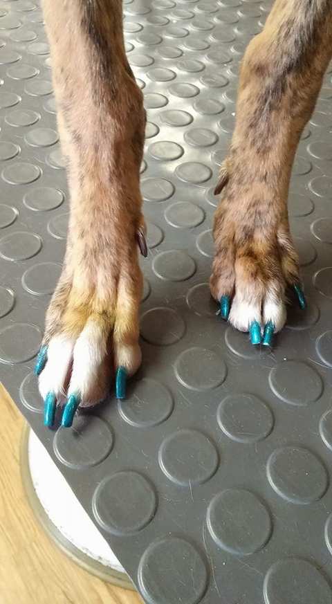 Two Tails Grooming Salon, LLC — photo 4