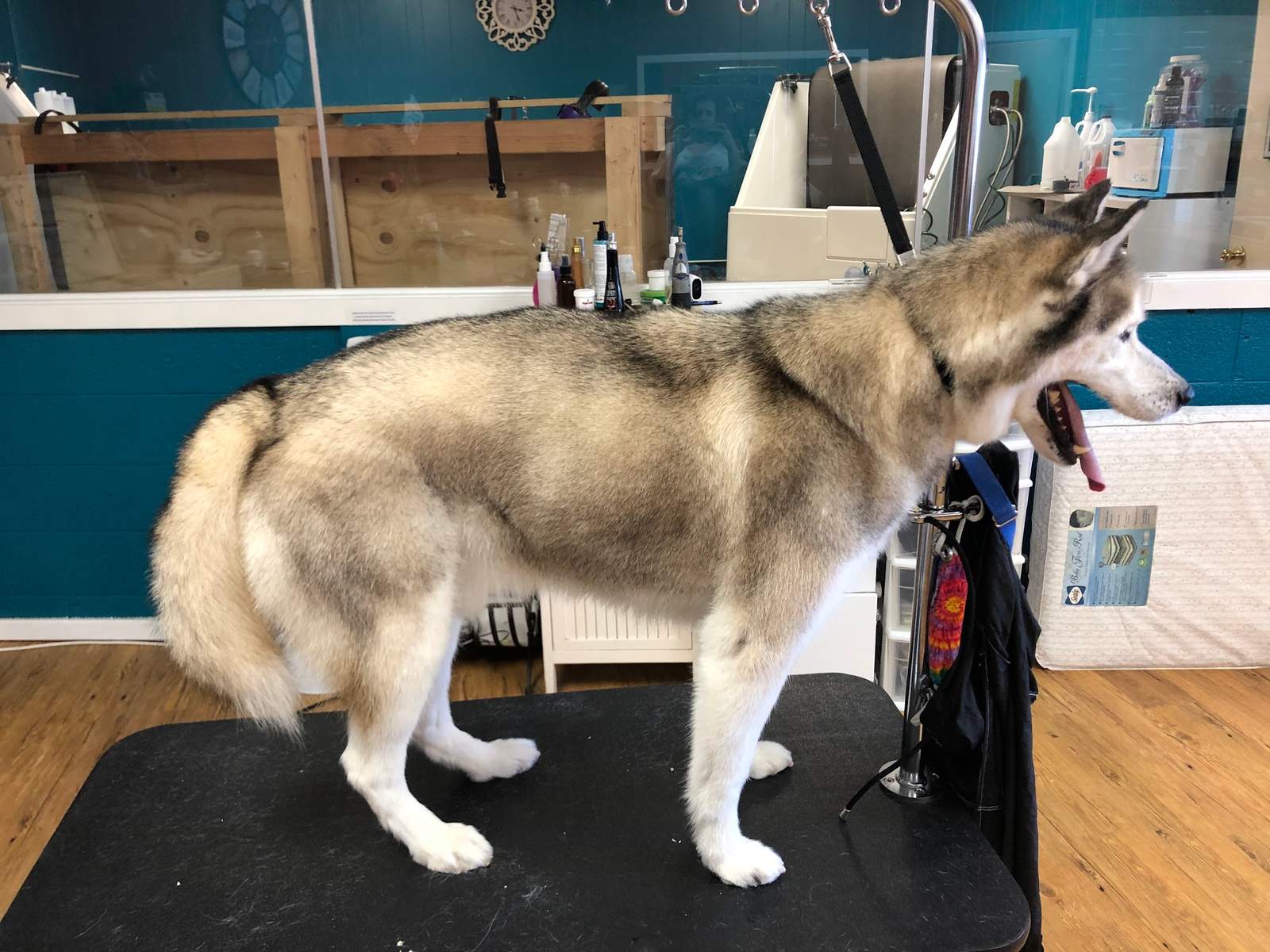 Two Tails Grooming Salon, LLC — photo 5