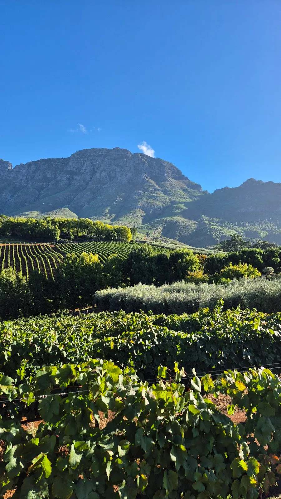 STELLENBOSCH WINE WALK — photo 1