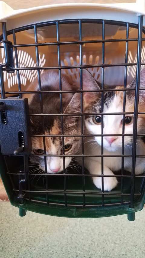 Fredonia Veterinary Clinic — photo 4