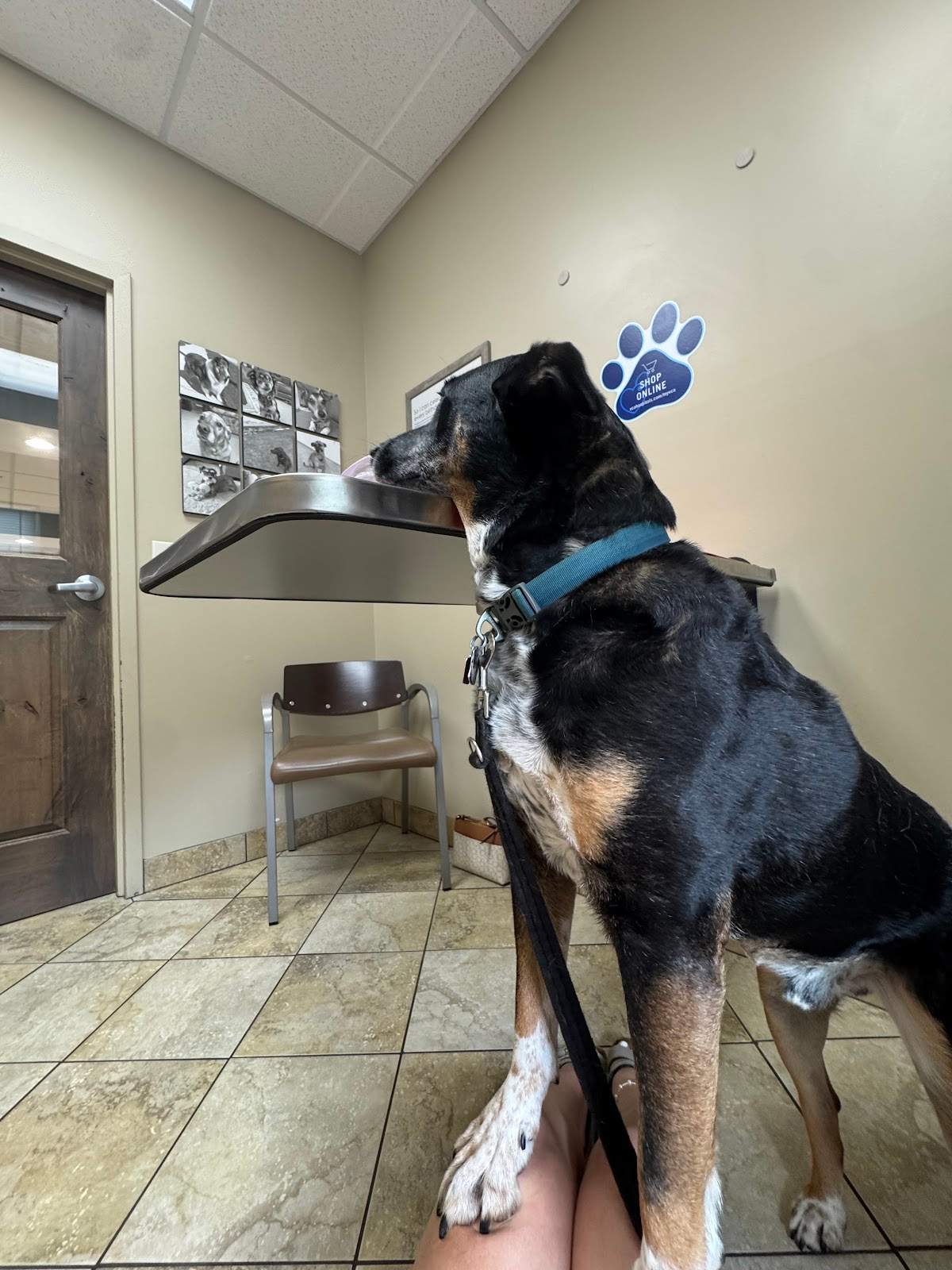 VCA Saukville Animal Hospital — photo 4