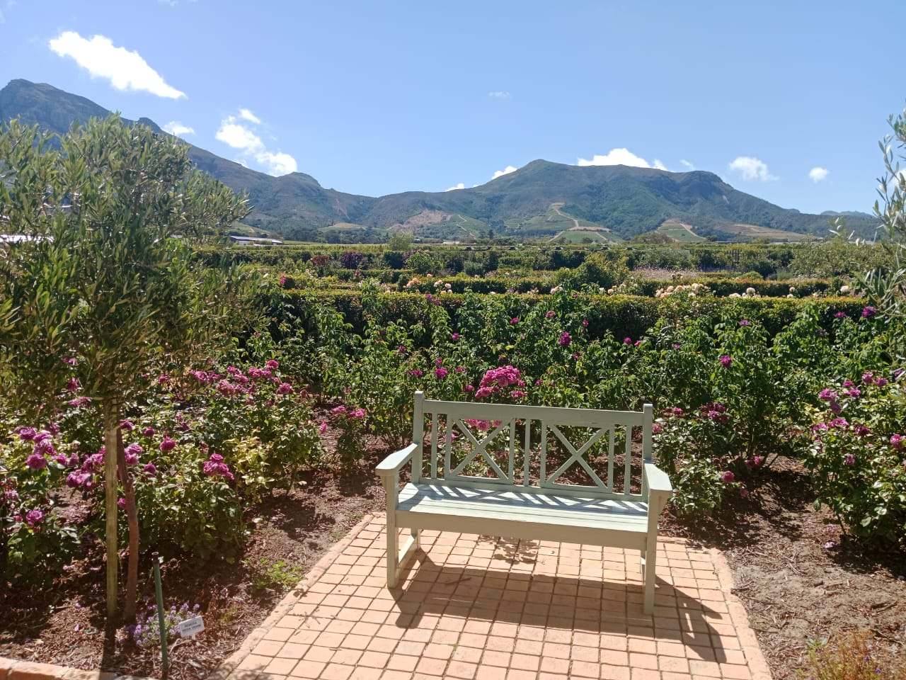 Constantia Uitsig Wine Estate — photo 3