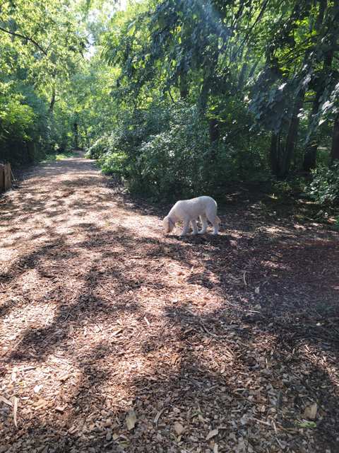 Muttland Meadows — photo 3