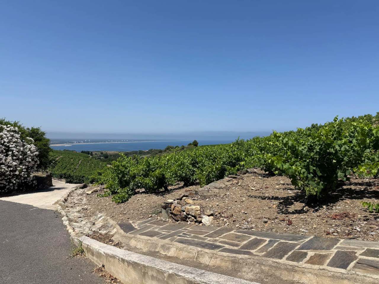 Domaine La Tour Vieille — photo 3