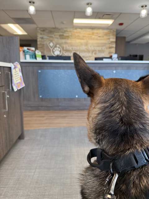 Thiensville-Mequon Small Animal Clinic — photo 3