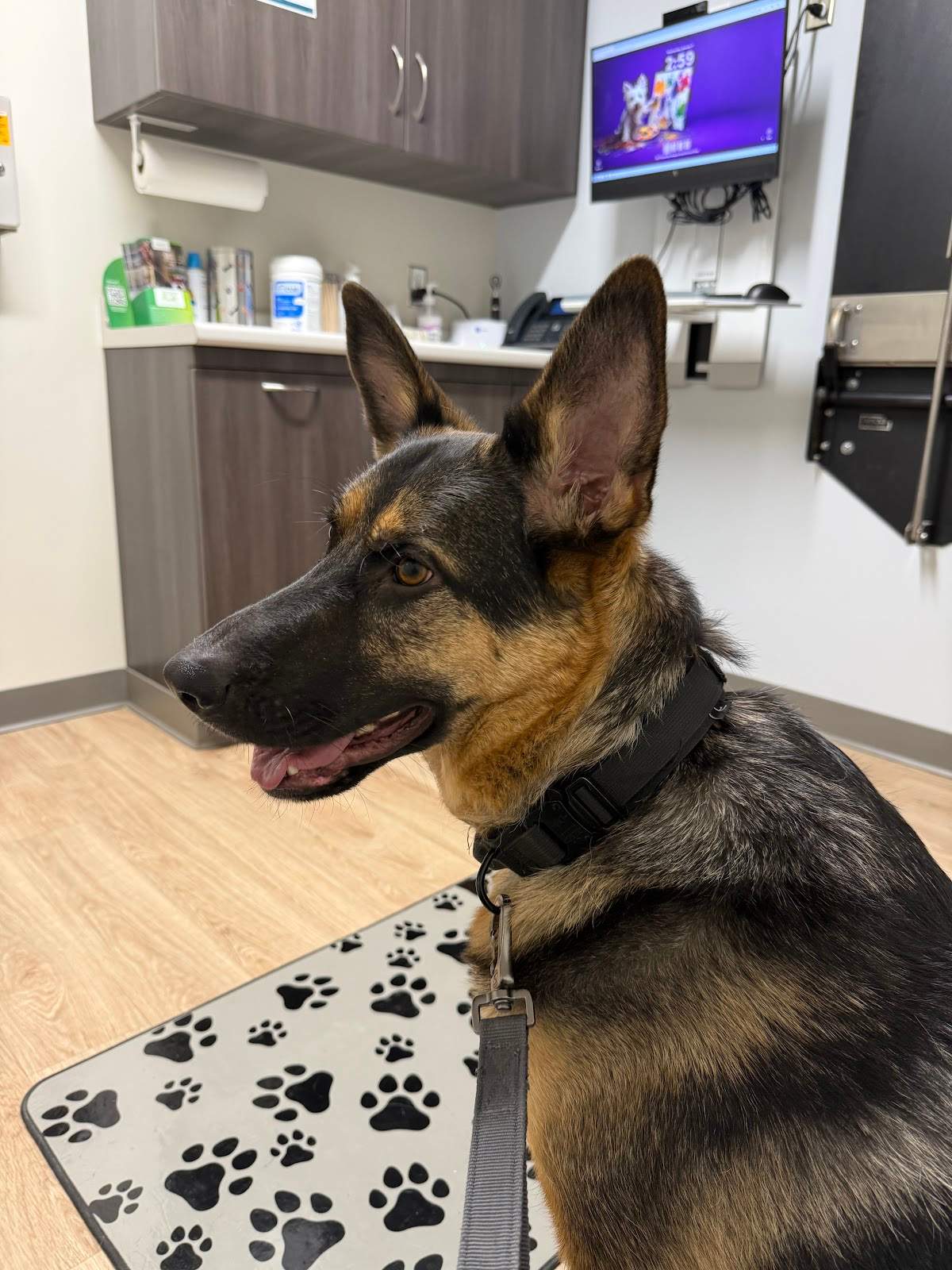 Thiensville-Mequon Small Animal Clinic — photo 5