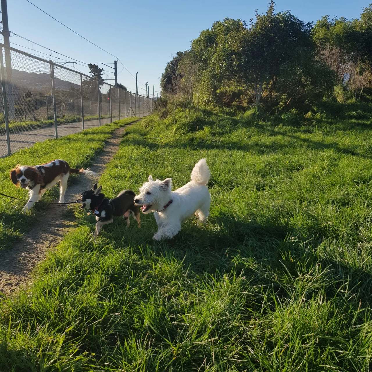 Woof Woof Ruff — photo 1