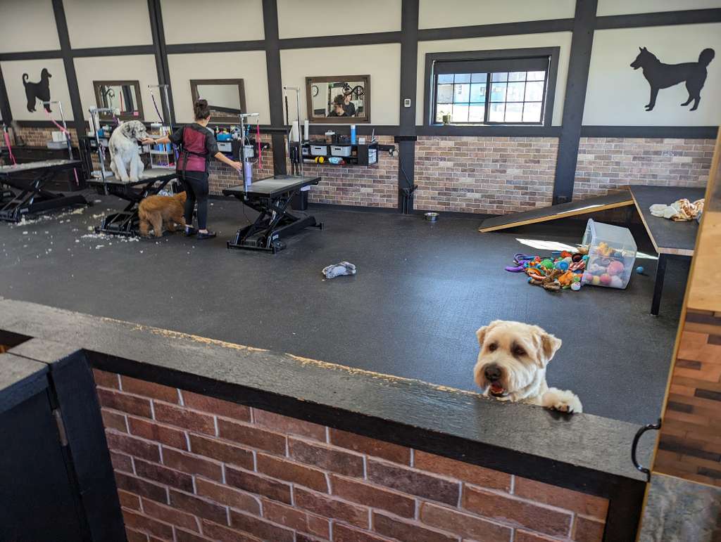 Jenna'Furs Dog Grooming