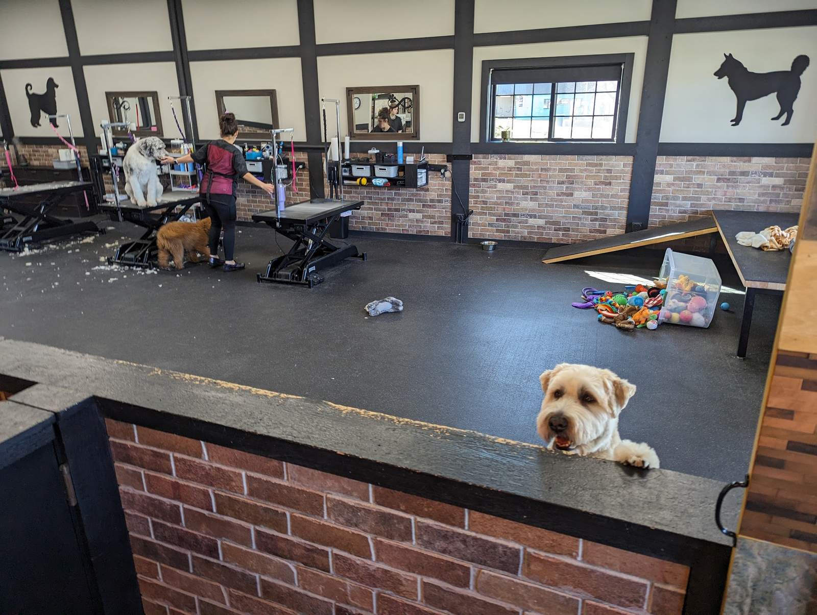 Jenna'Furs Dog Grooming — photo 1