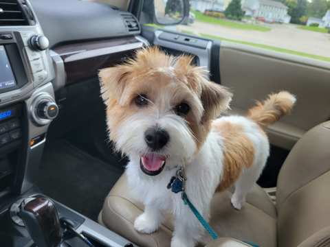 Jenna'Furs Dog Grooming — photo 3