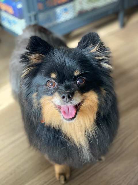 Jenna'Furs Dog Grooming — photo 5