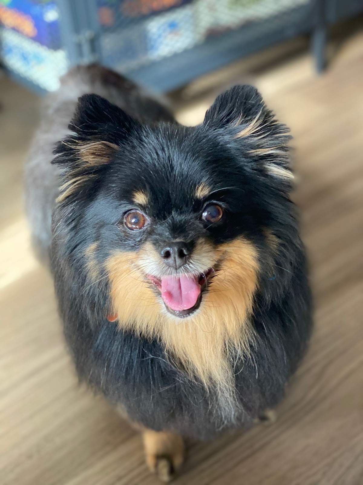Jenna'Furs Dog Grooming — photo 5