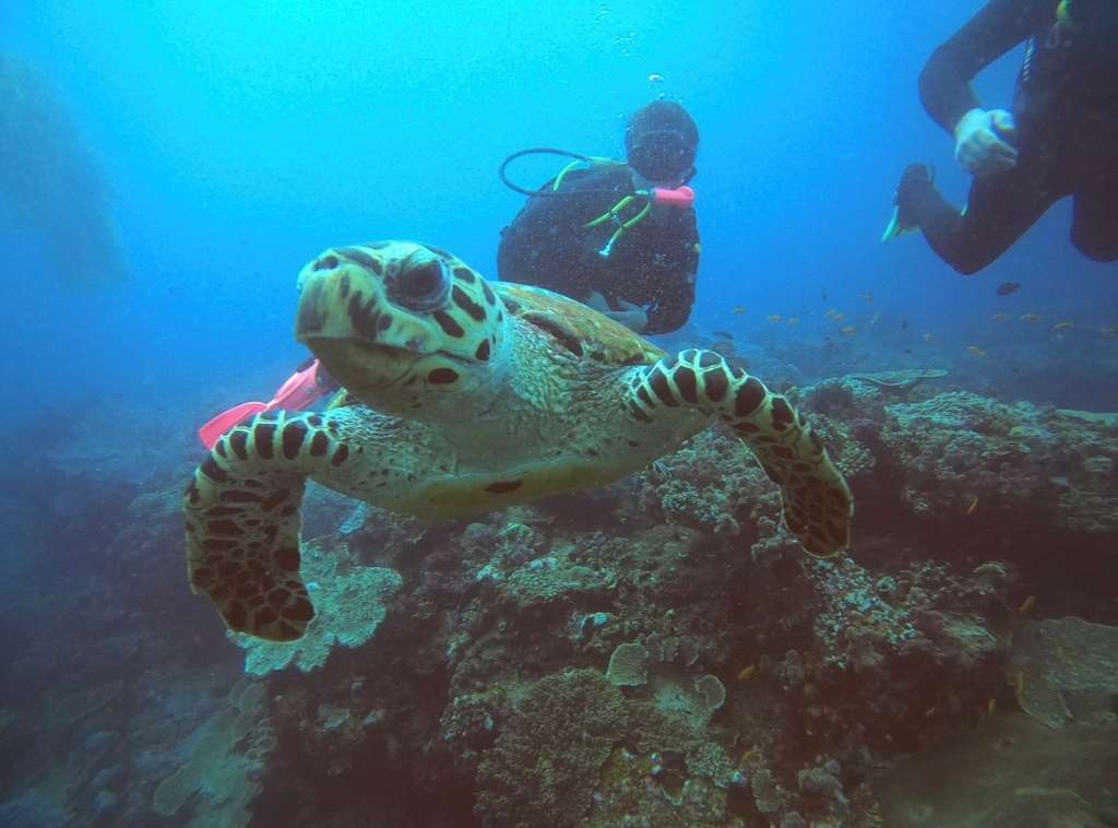 Culture & Attractions