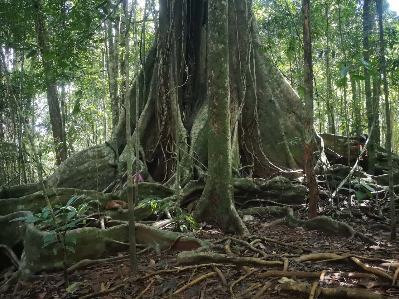 Sai Yai - Big Chai Tree — photo 1