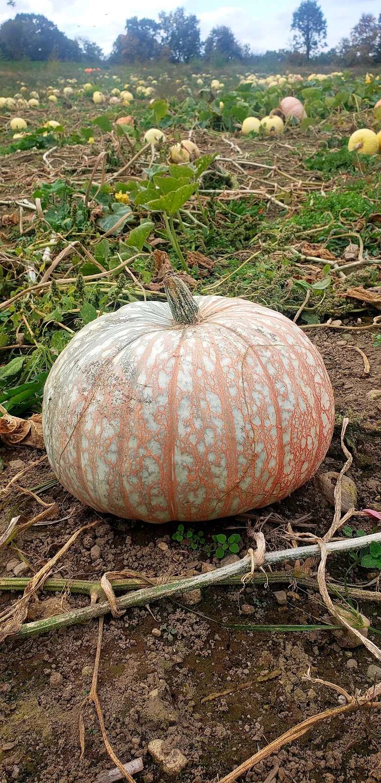 Logue Farms Farm Stand — photo 2