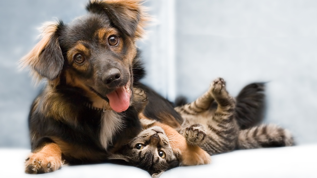 Best Friends Veterinary Center