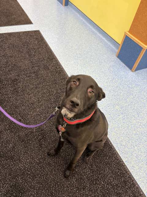 Best Friends Veterinary Center — photo 3