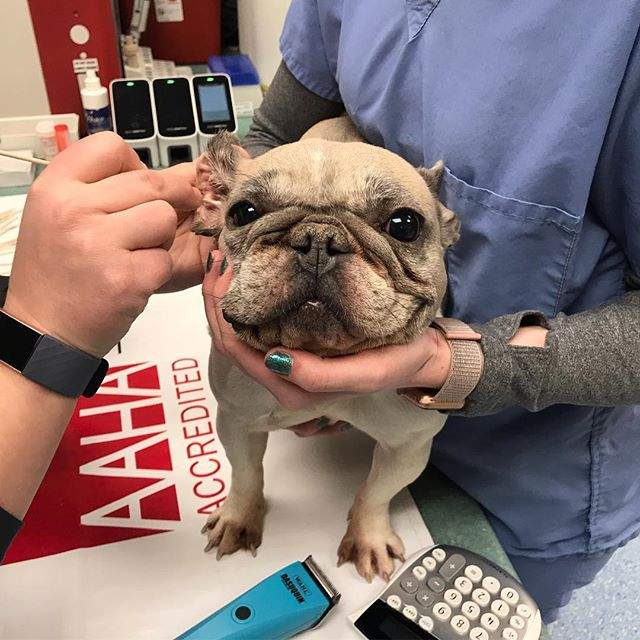 Best Friends Veterinary Center — photo 5