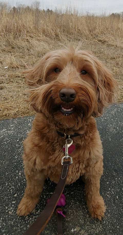 Tara's Pawsitive Dog Training, LLC — photo 2