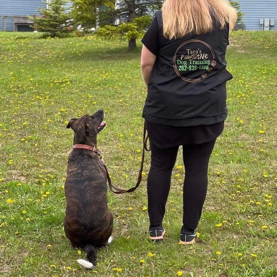 Tara's Pawsitive Dog Training, LLC — photo 3