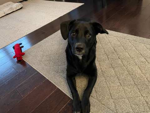 Tara's Pawsitive Dog Training, LLC — photo 4