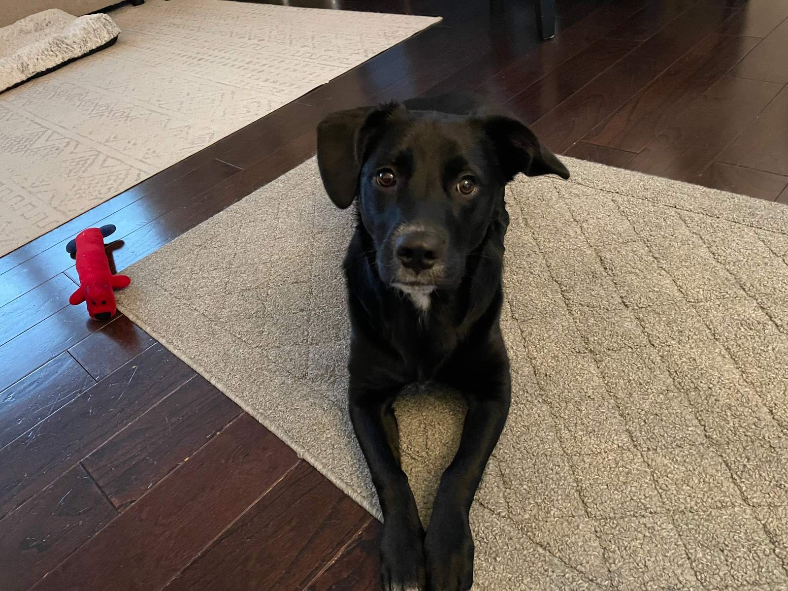 Tara's Pawsitive Dog Training, LLC — photo 4