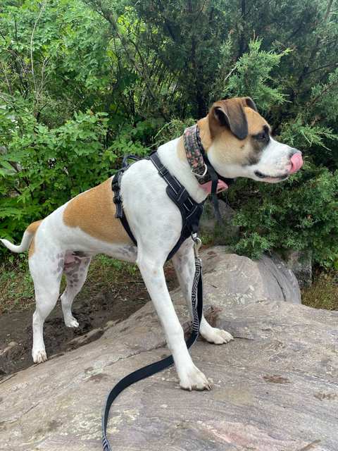 Tara's Pawsitive Dog Training, LLC — photo 5