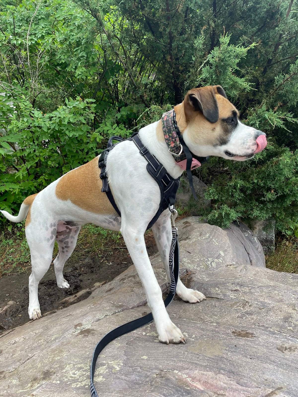 Tara's Pawsitive Dog Training, LLC — photo 5