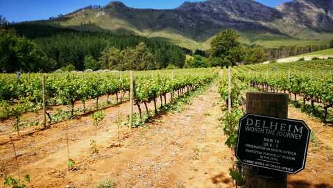 Delheim Wine Estate — photo 3