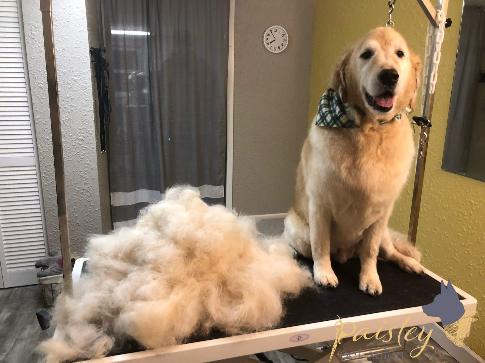 Paisley Pet Salon — photo 2