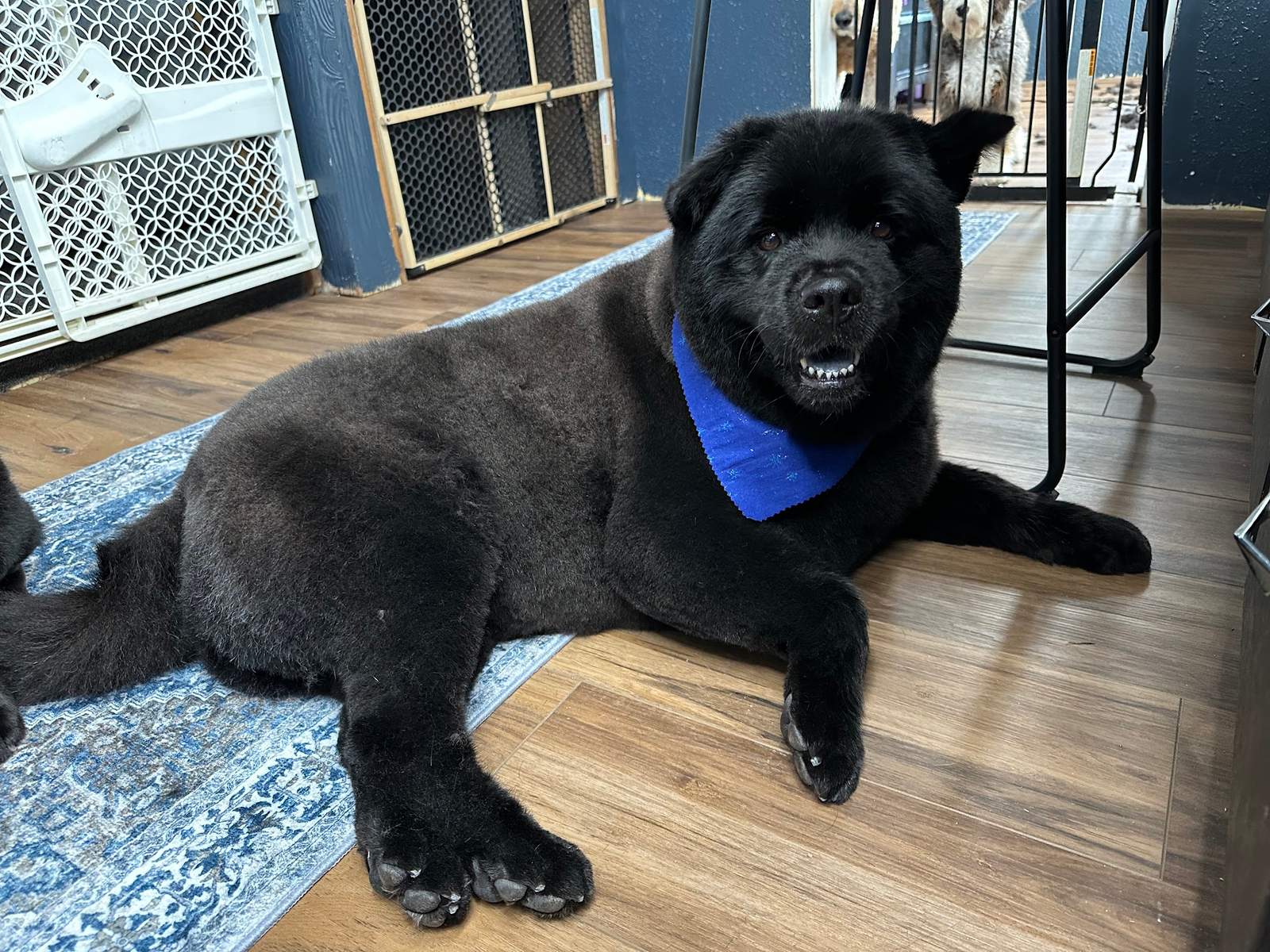 Paisley Pet Salon — photo 4
