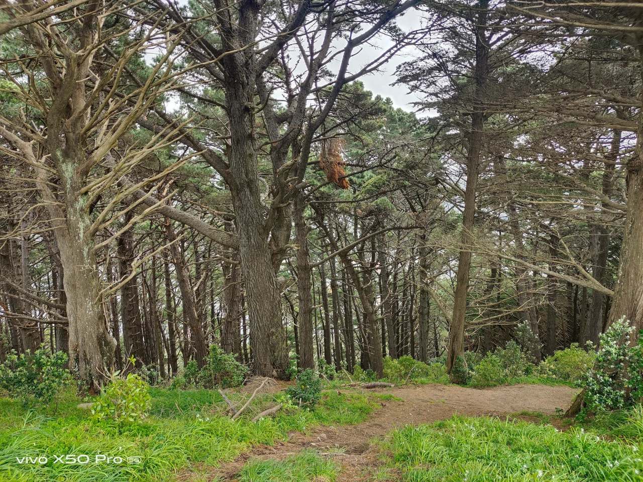 Matairangi Nature Trail - Logs & Slide — photo 2