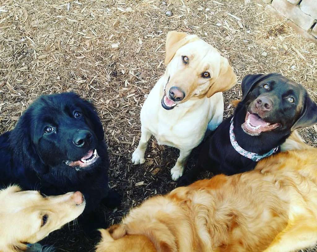 Cedarburg Pet Care LLC