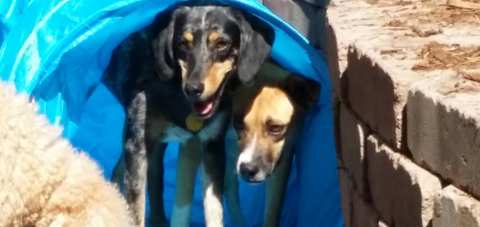 Cedarburg Pet Care LLC — photo 3