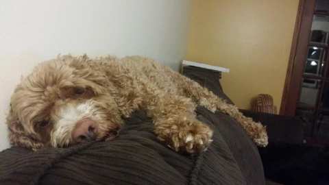 Cedarburg Pet Care LLC — photo 4