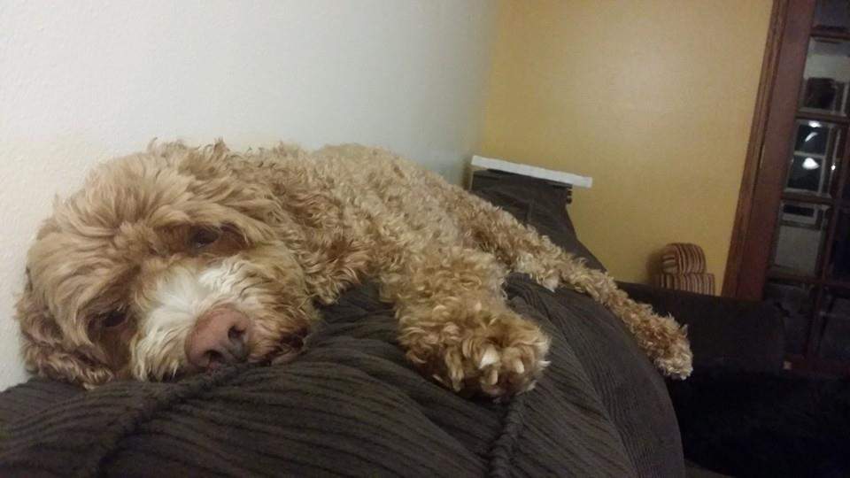 Cedarburg Pet Care LLC — photo 4