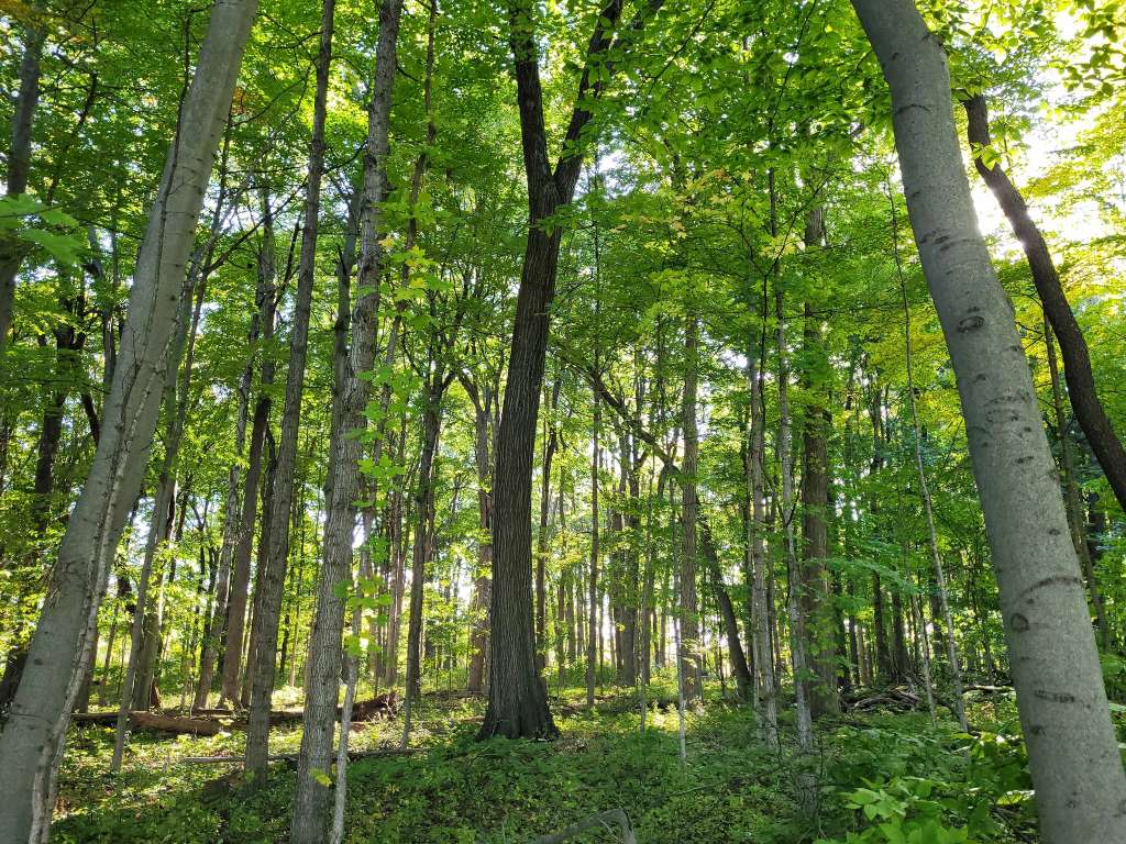 Highland Woods