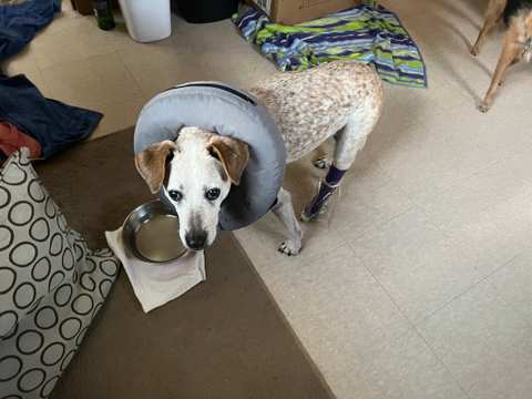 BluePearl Pet Hospital — photo 2
