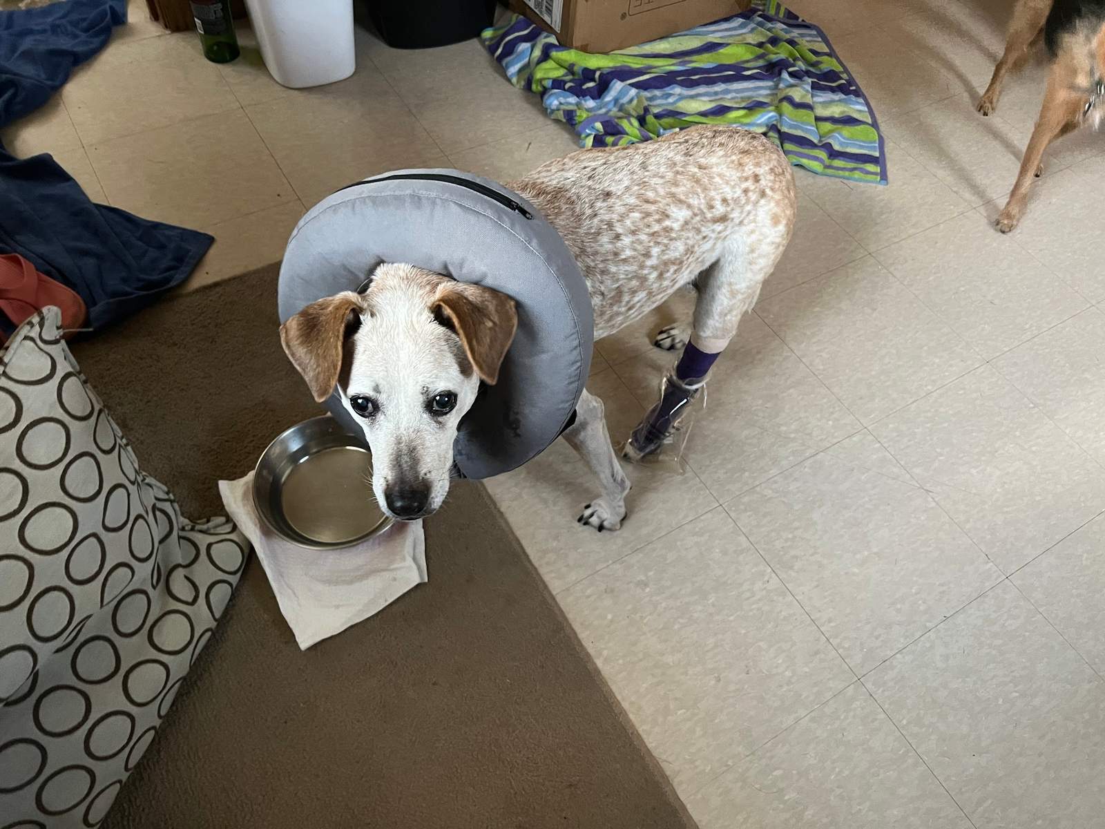 BluePearl Pet Hospital — photo 2