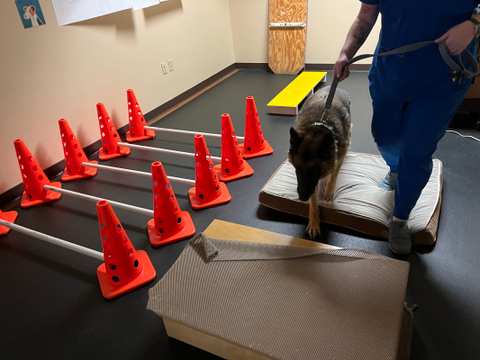 BluePearl Pet Hospital — photo 4
