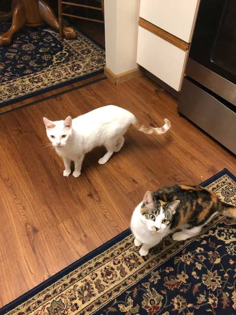East Towne Veterinary Clinic — photo 3